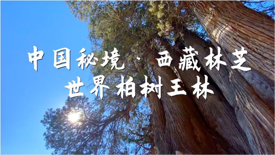 逗小猴开心系列209